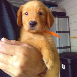 Golden Retriever and Miniature Australian Shepherd Puppies from Alexander Canines