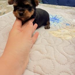 Not available - Black and tan male Yorkshire Terrier puppy in Lowell, Massachusetts from Katie’s Yorkies