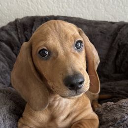 Dachshunds from DeLorenzo Dachshunds