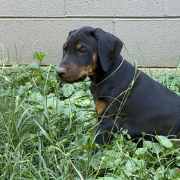 Doberman Pinscher Puppies from Bhon Mhuir Dobermanns