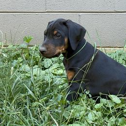 Doberman Pinscher Puppies from Bhon Mhuir Dobermanns