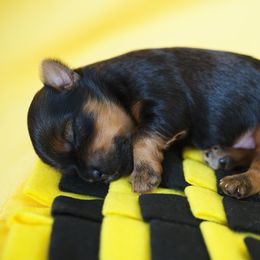 Havanese Puppies from Bella Dulce Havanese