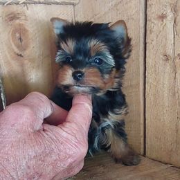 Girl 2 - Black and tan female Yorkshire Terrier puppy in Jamestown, Tennessee from Green Ridge