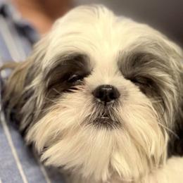 Sandy - Brindle and white female Shih Tzu puppy in Victorville, California from RUMBLE n TUMBLE