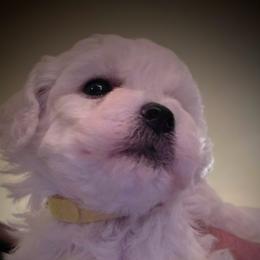 Yellow female - White female Bichon Frise puppy in Apple River, Illinois from Barb's Bichons Bichonfrise.ws