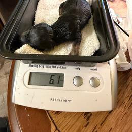 Black pointed girl 2 - Black and cream female Dachshund puppy in Irving, Texas from DFW Dachshunds by G & S