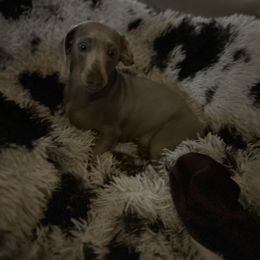 Izzy - Dachshund