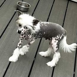 Hhl  boy - White male Chinese Crested puppy in Rockvale, Tennessee from Cosmic Chinese Cresteds & Wind-Echo Poodles