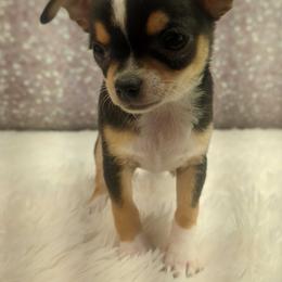 Presly - Chocolate and white male Chihuahua puppy in Topeka, Kansas from Barbie's Baby Chihuahuas