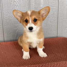 Daisy (sour cream) - Red female Pembroke Welsh Corgi puppy in Mc Cammon, Idaho from Sunny J Corgis and Mini Americans