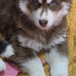 Cherokee - Red and white male Siberian Husky puppy in East Tawas, Michigan from BurnsBerg's Woolies