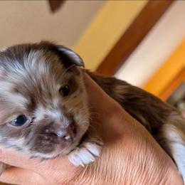 Jasper - Merle male Chihuahua puppy in Casper, Wyoming from Coffey Chihuahua Café