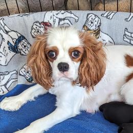 Pumpkin - Cavalier King Charles Spaniel