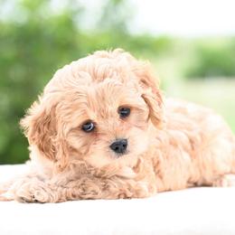 Aspen - Cream female Cavapoo puppy in Lawton, Oklahoma from Lindsey’s Cavies