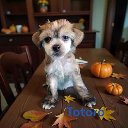 Totoro - Sable male Chinese Crested puppy in Woodland Park, Colorado from Feathers End Kennels