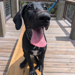Echo - Black and white female Great Dane puppy in Brooksville, Florida from Follow My Lead Great Danes