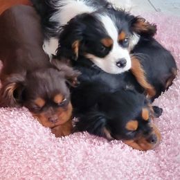 Cavalier King Charles Spaniel Puppies from West Coast Cavaliers
