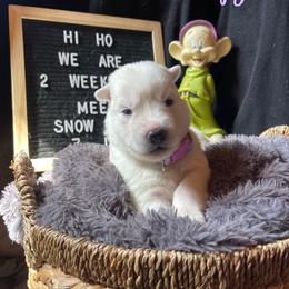 Sleepy (Lavender Collar) - White female Siberian Husky puppy in Lagro, Indiana from Siberian Huskies-Beckham the Great