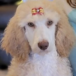 Goldendoodles, Poodles, and Schnoodles from For the LOVE of Poodles, Doodles and Sheepdogs