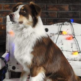 Australian Shepherds from Yucca Blossom Pups
