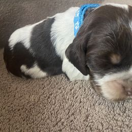 English Springer Spaniel Puppies from Picky’s Puppies
