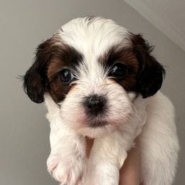 Pink Female - Black and white female Shihpoo puppy in Asheboro, North Carolina from Southern Bred Pups
