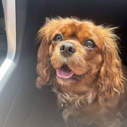 Cavalier King Charles Spaniels from Cavaliers of the 9 scared woods