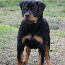 Rottweiler Puppies from Central Valley Rottweilers