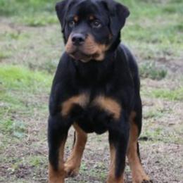 Rottweiler Puppies from Central Valley Rottweilers
