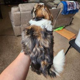 Shih Tzu Puppies from Wandering Tzu