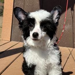 Squid - Black and white female Chinese Crested puppy in New Smyrna Beach, Florida from FronkLinn Kennel