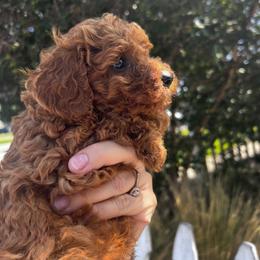 Tyson - Red  male Poodle puppy in Riverside, California from Poodles