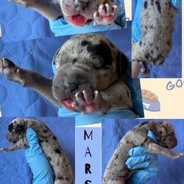 MARS - Merle male Great Dane puppy in Wellsville, New York from Prophecy Danes
