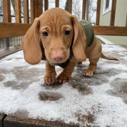 Dachshund Puppies from Triple L Dachshunds