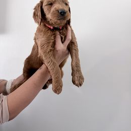 Red - Red  female Goldendoodle puppy in Beaumont, California from Alaya Rae Doodles