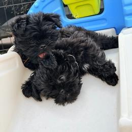 Affenpinscher puppies from Skyfall and Morena