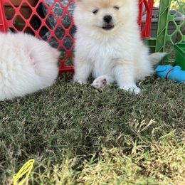 Pomeranian Puppies from Brumback Poms
