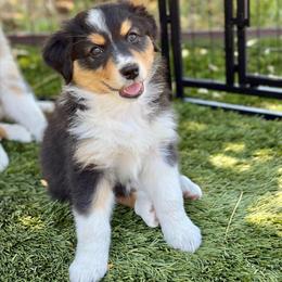 Tulip - Black tri-color female Australian Shepherd puppy in Salinas, California from AA Aussies