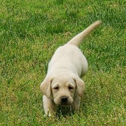 Lily - Labrador Retriever puppy from Kingdom Kenelz Labradors