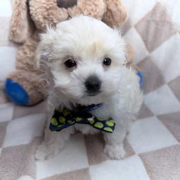Theodore - White and lemon male Morkie puppy in Flagler Estates, Florida from Fiesta Pups