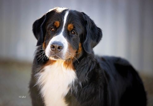 An adult Bernese Mountain Dog poses for their portrait 
