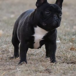 Letty - French Bulldog