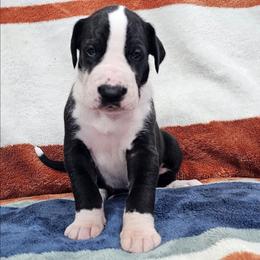 Puppy 6, M - Mantle male Great Dane puppy in Castle Rock, Washington from Uber Alles Great Danes
