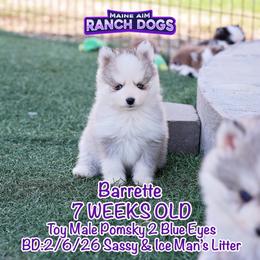 Barrette - Silver and white male Pomsky puppy in Humeston, Iowa from M.A.R. Dogs