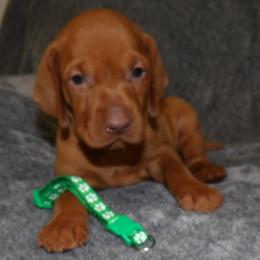 Vizsla Puppies from Roz Vizslas