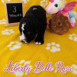 Belle - Black and white female Sheepadoodle puppy in Glen Rose, Texas from Clevenger’s Sheepadoodle Fur Baby Farm