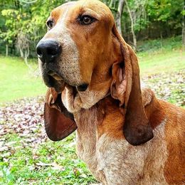 Peach - Colombian Fino Hound
