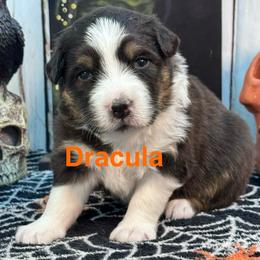 Dracula - Black tri-color male Australian Shepherd puppy in Wrightstown, New Jersey from Hartzland Farm Australian Shepherds