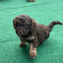 Puppy pick 2 girl - Chocolate female Goldendoodle puppy in Natural Bridge, Virginia from Padgetts Hill Puppies