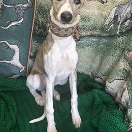 Whippet Puppies from Sonsteby